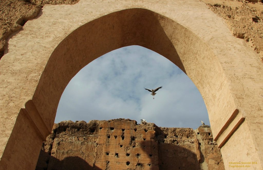 Black storks at El Badi Palace, Morocco