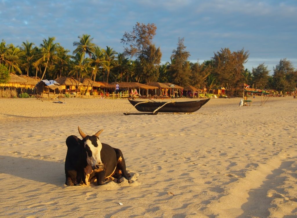 A bull enjoying sunset at Agonda Beach