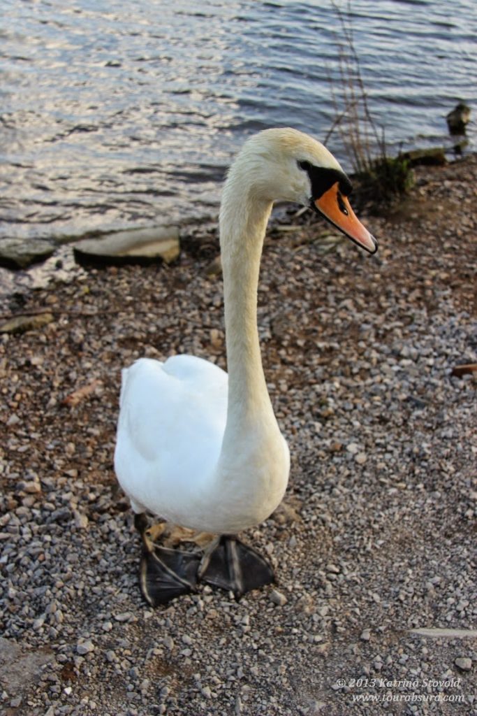 Friendly swan, Attenborough Nature Reserve, UK